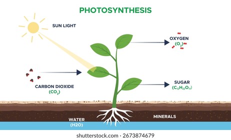 Learn about photosynthesis the biological process where plants use sunlight water and carbon dioxide to create oxygen and energy