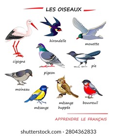 LEARN FRENCH. Set of illustrations of birds. Drawings for encyclopaedia or for kids school textbook. Educational page for children to study French language and words. Hand drawn vector images.