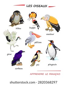 LEARN FRENCH. Set of illustrations of birds. Drawings for encyclopaedia or for kids school textbook. Educational page for children to study French language and words. Hand drawn vector.