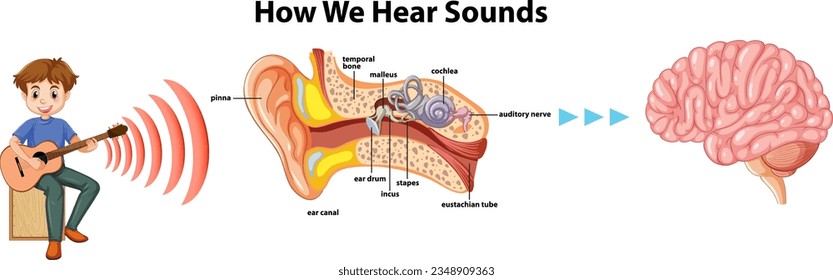 Aprende cómo el sonido viaja a través del oído y llega al cerebro en esta infografía educativa