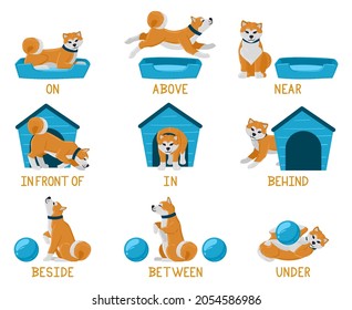 Learning english prepositions with cartoon puppy dog. Cute akita dog, behind, under, near dog bed or dog house illustration set. English prepositions learning. Education language english preposition