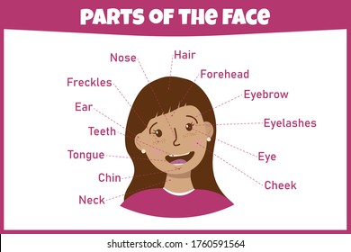 Aprendiendo partes de la cara. Hoja de trabajo de educación. Página de actividad para estudiar inglés. Ilustración vectorial aislada. Estilo de caricatura.