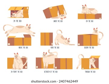 Learning Positions In Space With Cute Cat Pet Near, Under, Behind, Between, On, In Front Of, Beside, Between Of Boxes