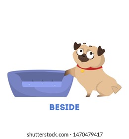 Learning preposition concept. Animal pug beside the pillow. Isolated vector educational illustration in cartoon style