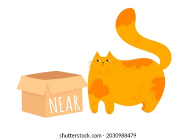 Learning prepositions of place. Funny fat cat near the paper box. Educational grammar rules. Hand drawn vector illustration. Cute kitty isolated on white. Studying foregin language concept. 

