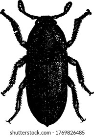 Leather Beetle is a small beetle which grow up to an inch and half long, vintage line drawing or engraving illustration.