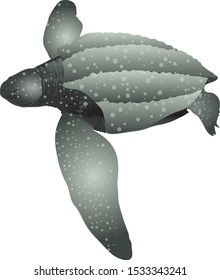 Leatherback Saltwater Turtle softsell , Dermochelys coriacea - Vector