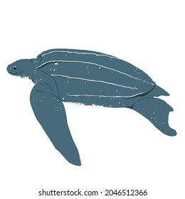 Leatherback Sea Turtle, Dermochelys coriacea is the largest of turtle species in the world. Is is the only species of sea turtle that lack scales and hard shell.