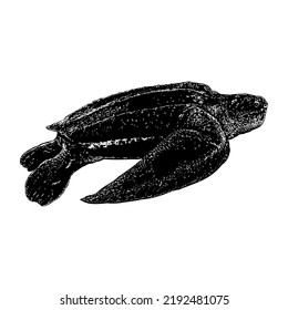 Leatherback Sea Turtle hand drawing vector illustration isolated on white background