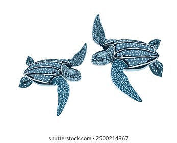 leatherback sea turtle on a white background.