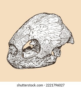 leatherback sea turtle skull head vector illustration