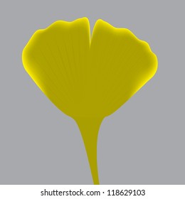 Leave of ginkgo biloba. vector.