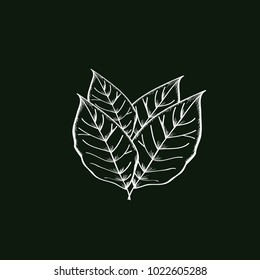 Leave tobacco Vector Template Design