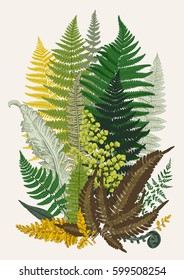 Leaver ferns. Composition. Vector botanical vintage illustration. Colorful