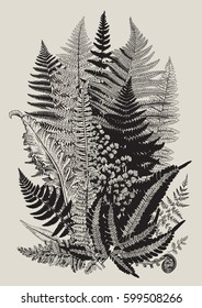 Leaver ferns. Composition. Vector botanical vintage illustration. Black and white