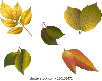 Leaves