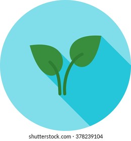 Leaves