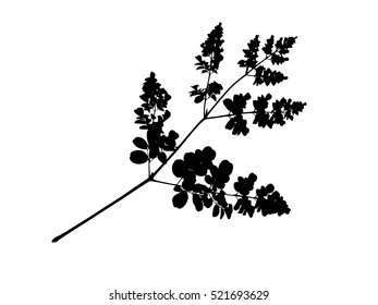 leaves