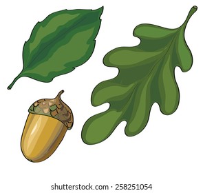 leaves and acorn