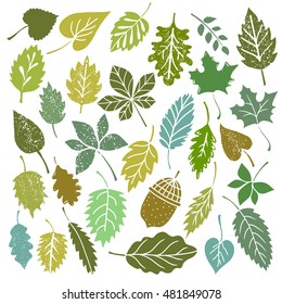 Leaves, acorn, isolated on white background sketch hand drawn set