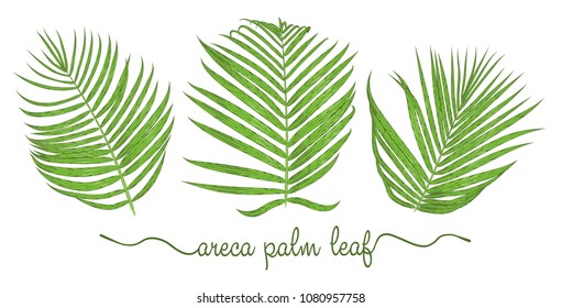 Leaves of areca palm elements set. Botany hand drawn graphic illustration. Collection of areca foliage on a white background. Vector beautiful, decorative illustration
