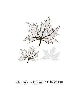 Leaves autumn fallen black white