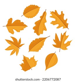 Leaves. Autumn set of leaves