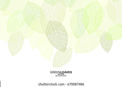 Leaves Background Vector Illustration