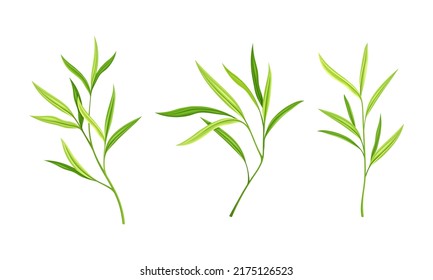 Hojas de árbol de bambú. Ilustración vectorial de elementos de decoración verde