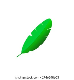 Bananenbaumblätter auf weißem Hintergrund | Vektor-Darstellung der grünen Blätter.