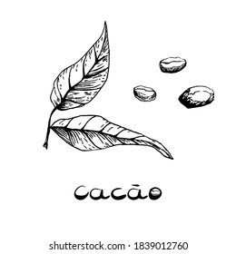 Leaves and beans of the cocoa tree. Black and white image in the style of hand drawn. Vector illustration, sketch.