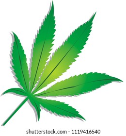 The leaves of beautiful marijuana