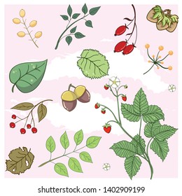 Leaves, berries, acorns, nuts and wild strawberries. Colorful vector illustration.