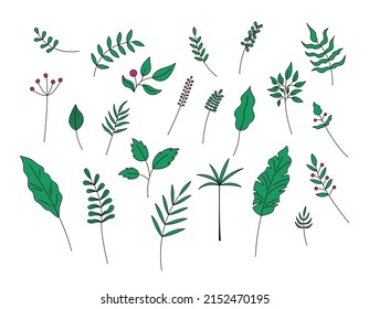 Blätter und Beeren einzeln. Vektorset von grünen Pflanzen dekorative Elemente auf weißem Hintergrund. Einfache, handgezeichnete Blattobjekte 