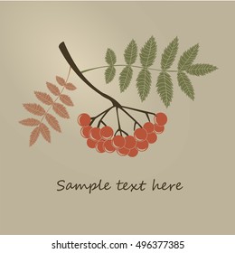 The leaves and berries of mountain ash