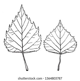 Leaves of Betula Pendula, they are triangular shaped, hairless. Margin serrate, rarely cut outside, vintage line drawing or engraving illustration.