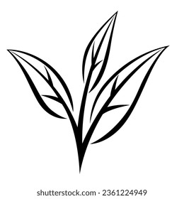 Leaves of black tea. Illustration of traditional drink.
