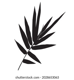 Leaves in black and white