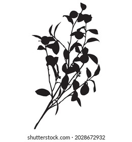 Leaves in black and white