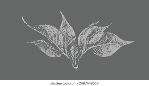 Leaves or bloom from hydrangea plant. Decorative leaf prints or leaf art. Monotone pink and blue botanical leaf illustrations print.