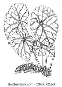 Leaves are born on long stalk they attach to the center. The leaves oval shaped and margin are undulate, vintage line drawing or engraving illustration.