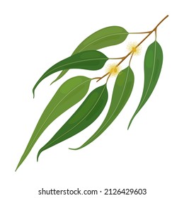 Leaves and branch of eucalyptus. Vector flat illustration