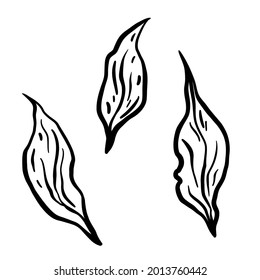 Leaves branch. Hand drawn vector illustration. Monochrome black and white ink sketch. Line art. Isolated on white background. Coloring page.