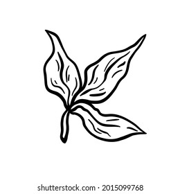 Leaves branch. Hand drawn vector illustration. Monochrome black and white ink sketch. Line art. Isolated on white background. Coloring page.