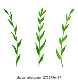 Hojas Rama con lápiz Dibujo Textura, Bosquejo Tiza Vector Doodle Hoja set Lápices de colores, Cepillo de pastel de carbón infantil sobre fondo blanco. Boceto con lápices de colores de acuarela.
