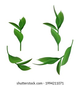 Leaves and branches of an evergreen plant isolated on white background. Vector illustration.