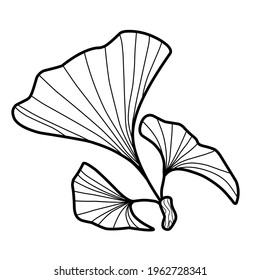 
Blätter, Zweige von Ginkgo-Biloba, einfache Dodle-Illustration, Färbung, Naturdruck