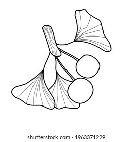 
leaves, branches of ginkgo biloba, simple doodle illustration, coloring, natural print