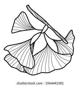 
leaves, branches of ginkgo biloba, simple doodle illustration, coloring, natural print