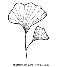 
leaves, branches of ginkgo biloba, simple doodle illustration, coloring, natural print